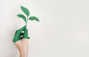 Ecosystem, Components, and Functions