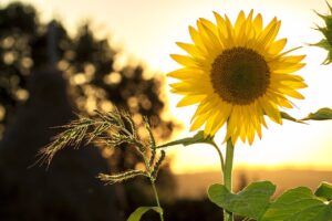 Ecosystem, Components, and Functions soflay