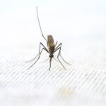 MALARIA, MODES OF TRANSMISSION AND CLINICAL FEATURES