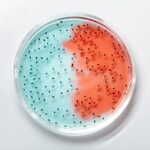 Bacterium and its physiological process. Growth, multiplication and death